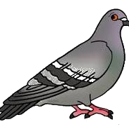 DerangedPigeons.png