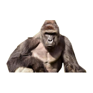 AngryApes.png
