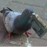 IntensePigeons.png
