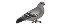 DerangedPigeonsSmall.png